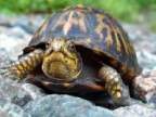a_slow_turtle's Avatar