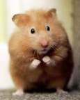 HurtfulHamster's Avatar