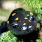 Salamander's Avatar