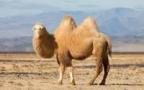 alex the camel's Avatar