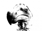 mime's Avatar