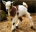 Goatzilla's Avatar