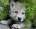 uae_wolf_ad's Avatar