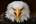 TheSilentEagle's Avatar