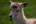 Cervine's Avatar