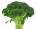Broccoli Is Sexy's Avatar