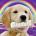 Scooby's Avatar