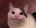 Red_Line's Avatar